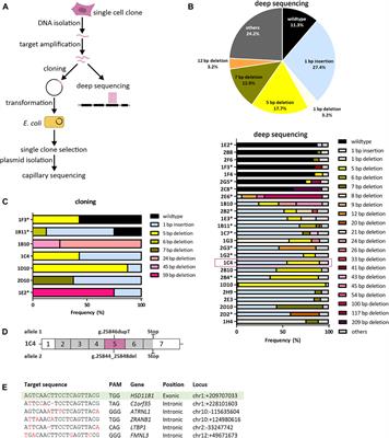 Effects of HSD11B1 knockout and overexpression on local cortisol production and differentiation of mesenchymal stem cells